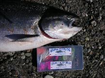 Chinook Salmon on the fly