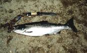 Northern Coho on the Fly
