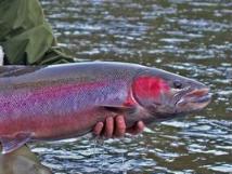 Salmon and Steelhead Tube Flies