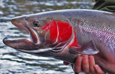 A nice Steelhead taken on a Tube Fly