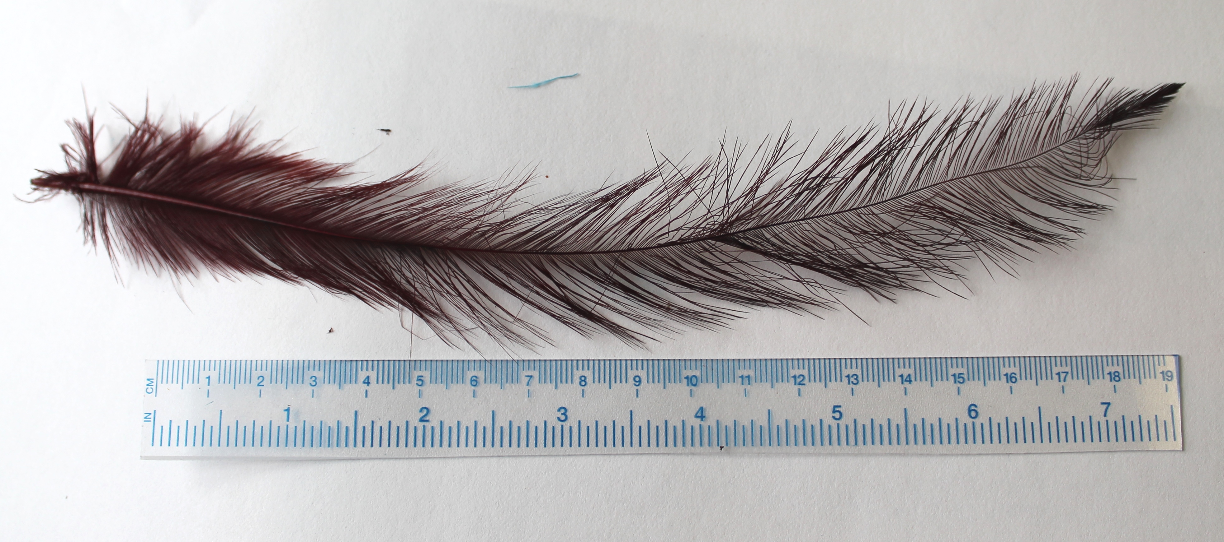 Fly tying- Cock Tail Spey Feathers for Tube Flies